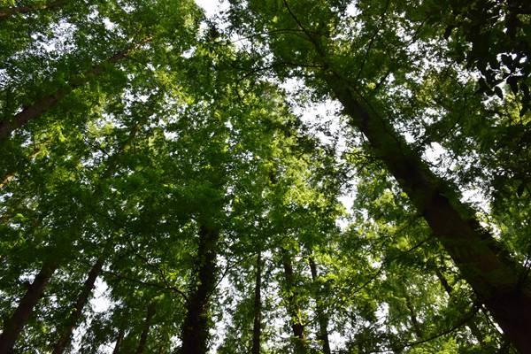 广州市珠海、天河区全力推进秋冬季大气污染防治攻坚工作