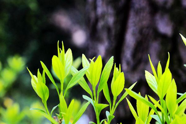 解读 | 加强土壤污染源头防控 推进协同治理降本增效